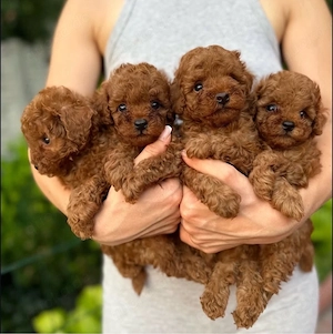 Super mini Toy pudel welpen