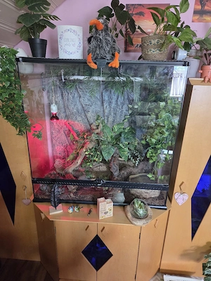 kornnatter mit terrarium 