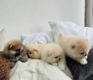 Pomeranian mini Zwergspitz welpen