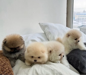 Super Pomeranian mini Zwergspitz welpen