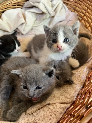Babykätzchen suchen neues zu Hause Bild 3