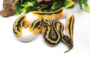 0.1 Königspython PastelYellowbellyTrojanPied NZ 25