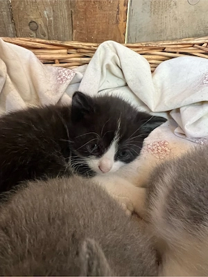 Babykätzchen suchen neues zu Hause