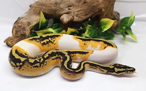 0.1 Königspython PastelYellowbellyTrojanPied NZ 25