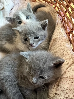 Babykätzchen suchen neues zu Hause Bild 2