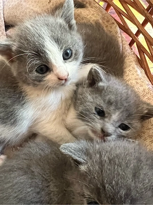 Babykätzchen suchen neues zu Hause Bild 4