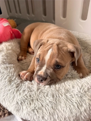 American Bully Pocket abkc