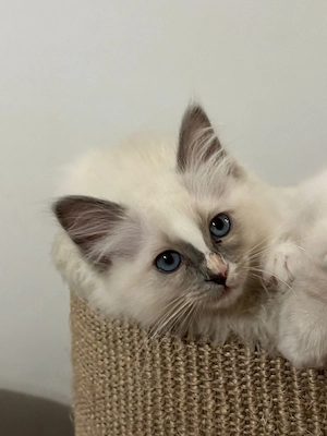 Heilige Birma Kitten