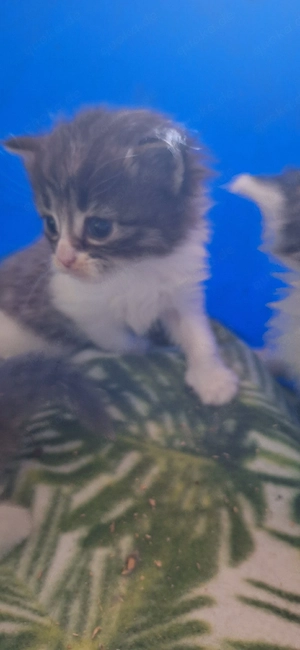 Maine Coon Kitten Abgabe im Juli