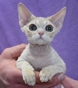 Devon Rex Weibchen BEA , reinrassig mit Stammbaum und Gesundheitszeugnis, EU Pass.