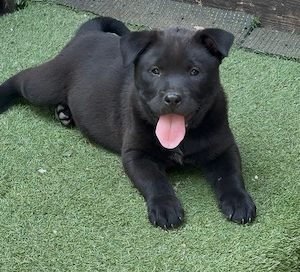 Chow Chow mix Mädchen 