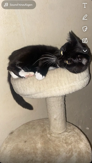 Katze abzugenen  - image 2