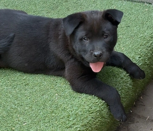 Chow Chow mix Mädchen  Bild 2
