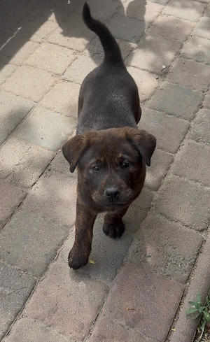 Chow Chow mix Mädchen  Bild 3