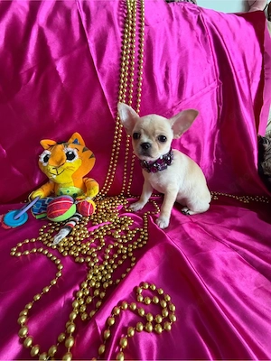 Zwerg-Chihuahua-Hündin zu verkaufen