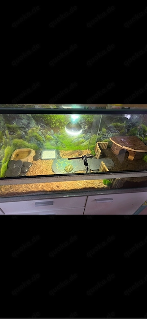 2 griechische landschildkröten mit Terraium 