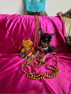 Schwarze dreifarbige Chihuahua-Hündin zu verkaufen Bild 3
