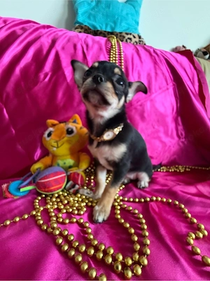 Schwarze dreifarbige Chihuahua-Hündin zu verkaufen Bild 2