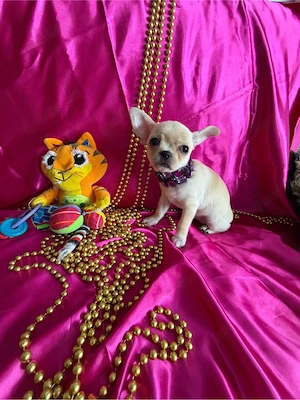 Schwarze dreifarbige Chihuahua-Hündin zu verkaufen Bild 6