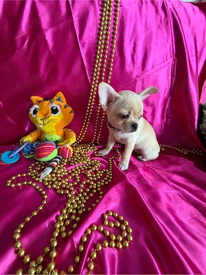 Schwarze dreifarbige Chihuahua-Hündin zu verkaufen Bild 8