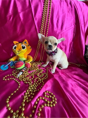 Schwarze dreifarbige Chihuahua-Hündin zu verkaufen Bild 7