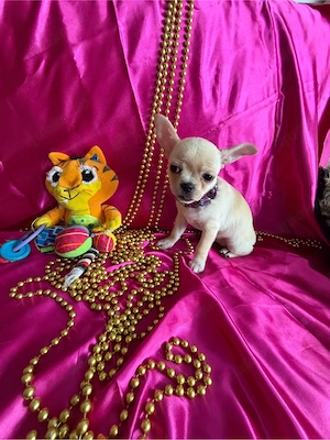 Schwarze dreifarbige Chihuahua-Hündin zu verkaufen Bild 9