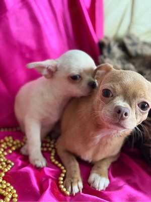 Chihuahua-Welpe zu verkaufen