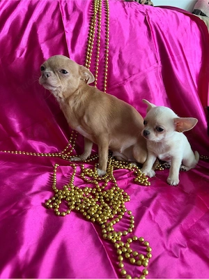 Chihuahua-Welpe zu verkaufen
