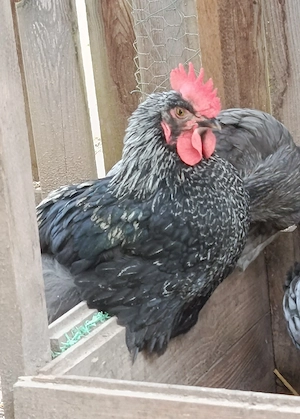 Marans Hähne Schwarz-Silber Blau-Silber 