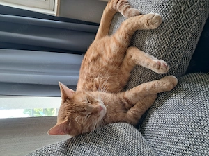 Kater kastriert 1 jahr alt in gute Hände abzugeben 
