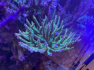 Acropora sp mango garden mutterstock gross 