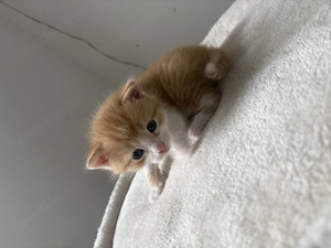 Kater Europäisch Kurzhaar 