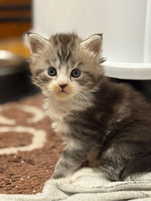 Maine Coon Kitten