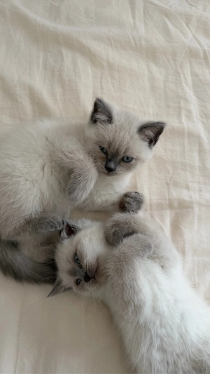 BKH kitten in blue point zu verkaufen (britisch kurzhaar kitten)