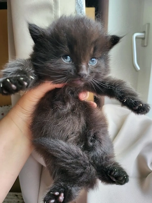 Reinrassiege Sibirische  Kitten