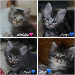 zuckersüsse Maine Coon Kitten suchen neues Zuhause