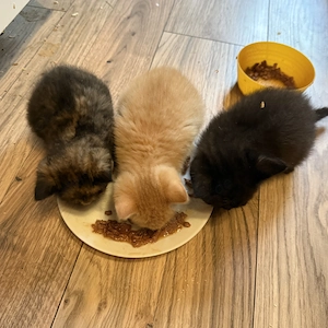 4 Katzen Babys abzugeben jetzt 7 Wochen alt 