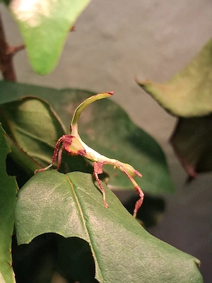 Wandelndes Blatt   Phyllium Philippinicum
