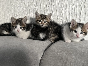 Katzenbabys nur noch 1 Junge abzugeben 