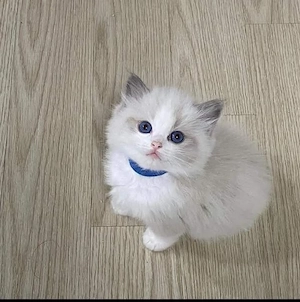Diese kleinen Fellknäuel sind reinrassige Ragdolls, Bild 3