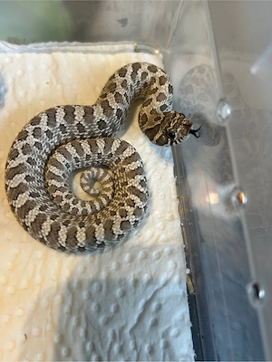 Hakennasennatter Axanthic 100% het Albino Tausch möglich