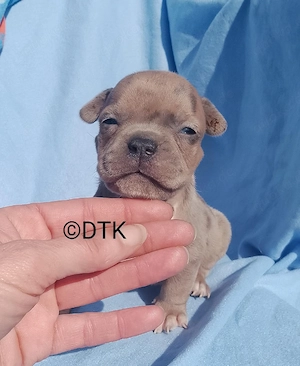 exotic bully welpe rude