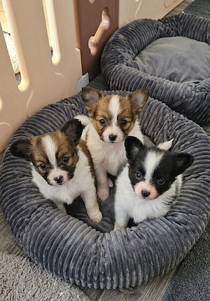 Papillon Welpen mit einem kleinen Hauch Pomchi 