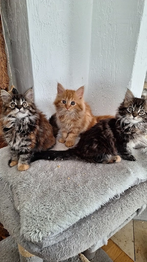 maine coon kitten