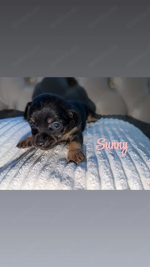 Chihuahua-Yorkshire-MiniPinscher Welpen suchen Wunderschönes Zuhause