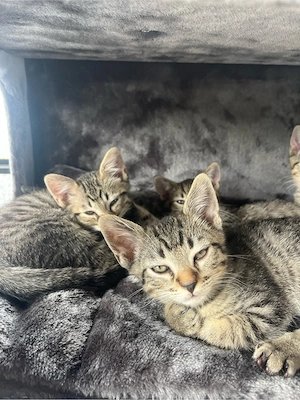 Siam Mix Kitten 