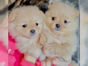 Pomeranian mini Zwergspitz welpen