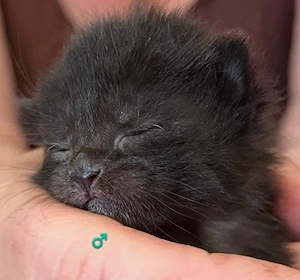 Wunderschöne Main Coon Mix Kitten 