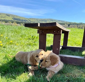 Golden Retriever-Mix Nova Scotia Duck Tolling Retriever Welpe