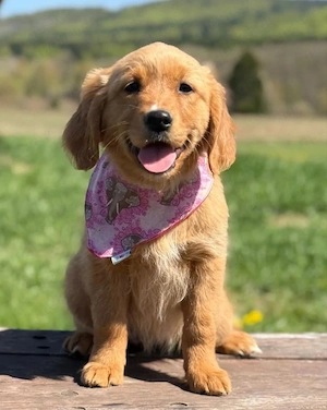 Golden Retriever-Mix Nova Scotia Duck Tolling Retriever Welpe